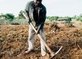 agriculture in Nigeria